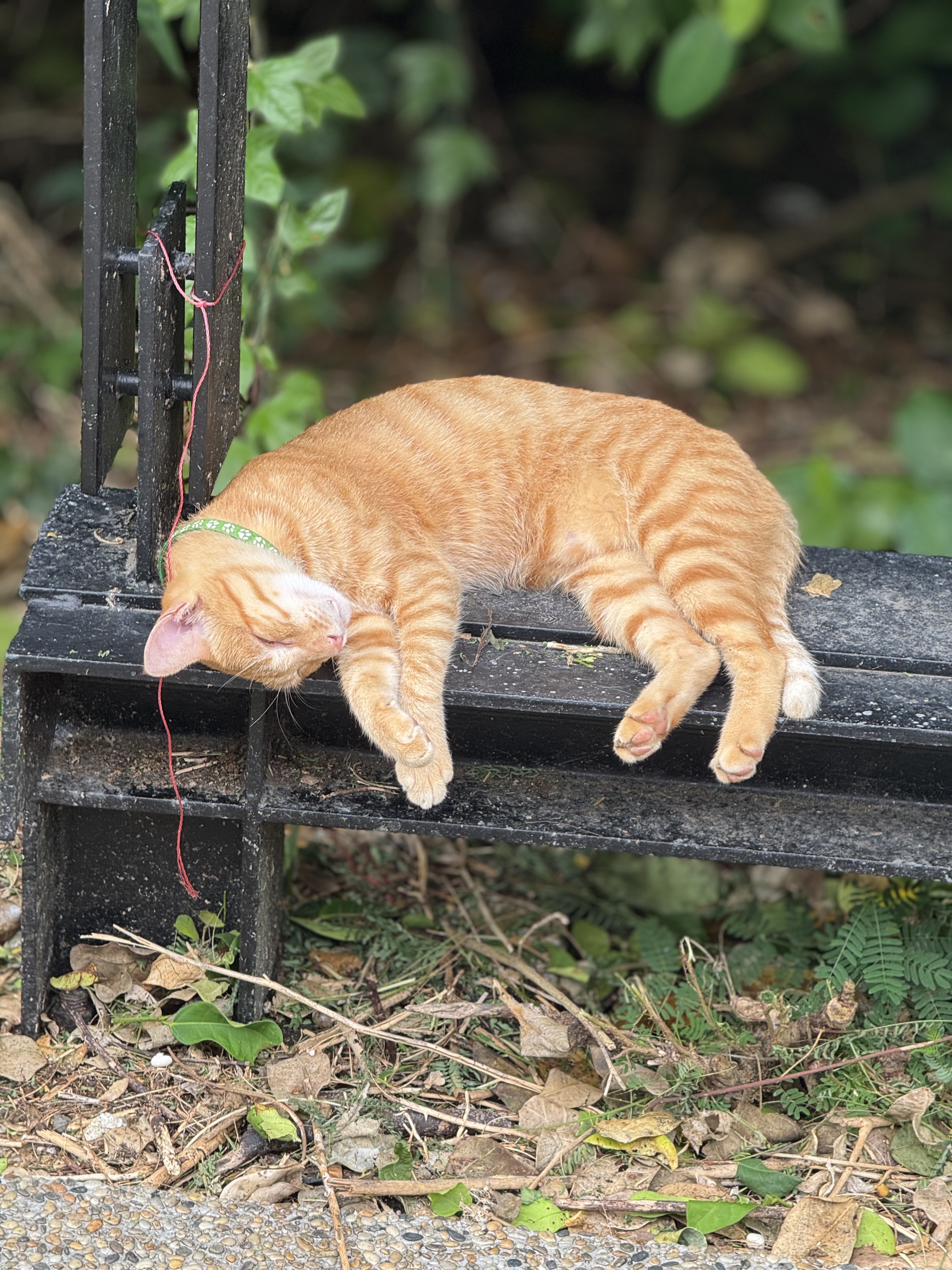 A ginger colored cat sleeping on a guard rail.