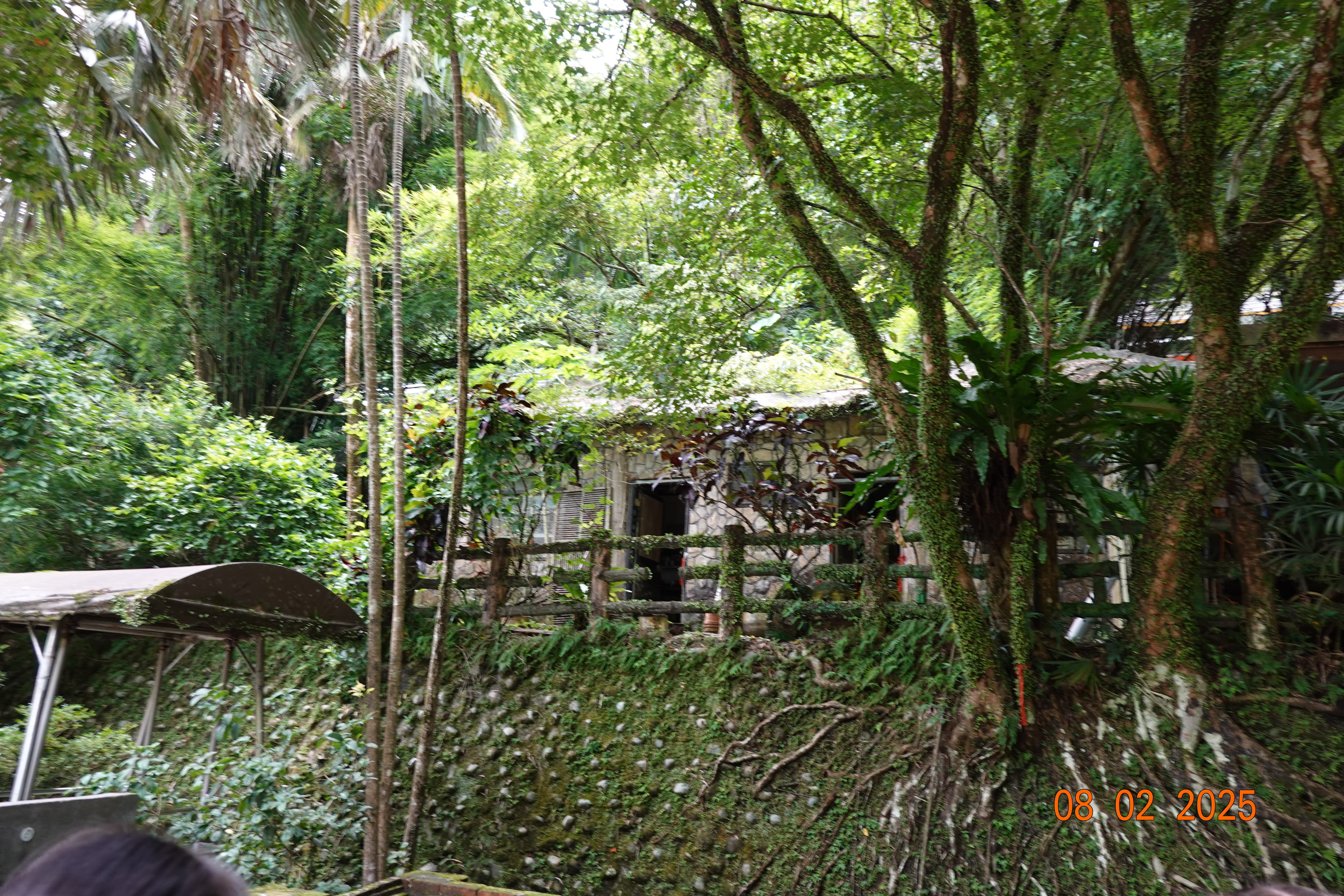 Moss-covered trees and dense plants surrounding an old stone house with a wooden fence on a shaded hillside; 08-02-2025.