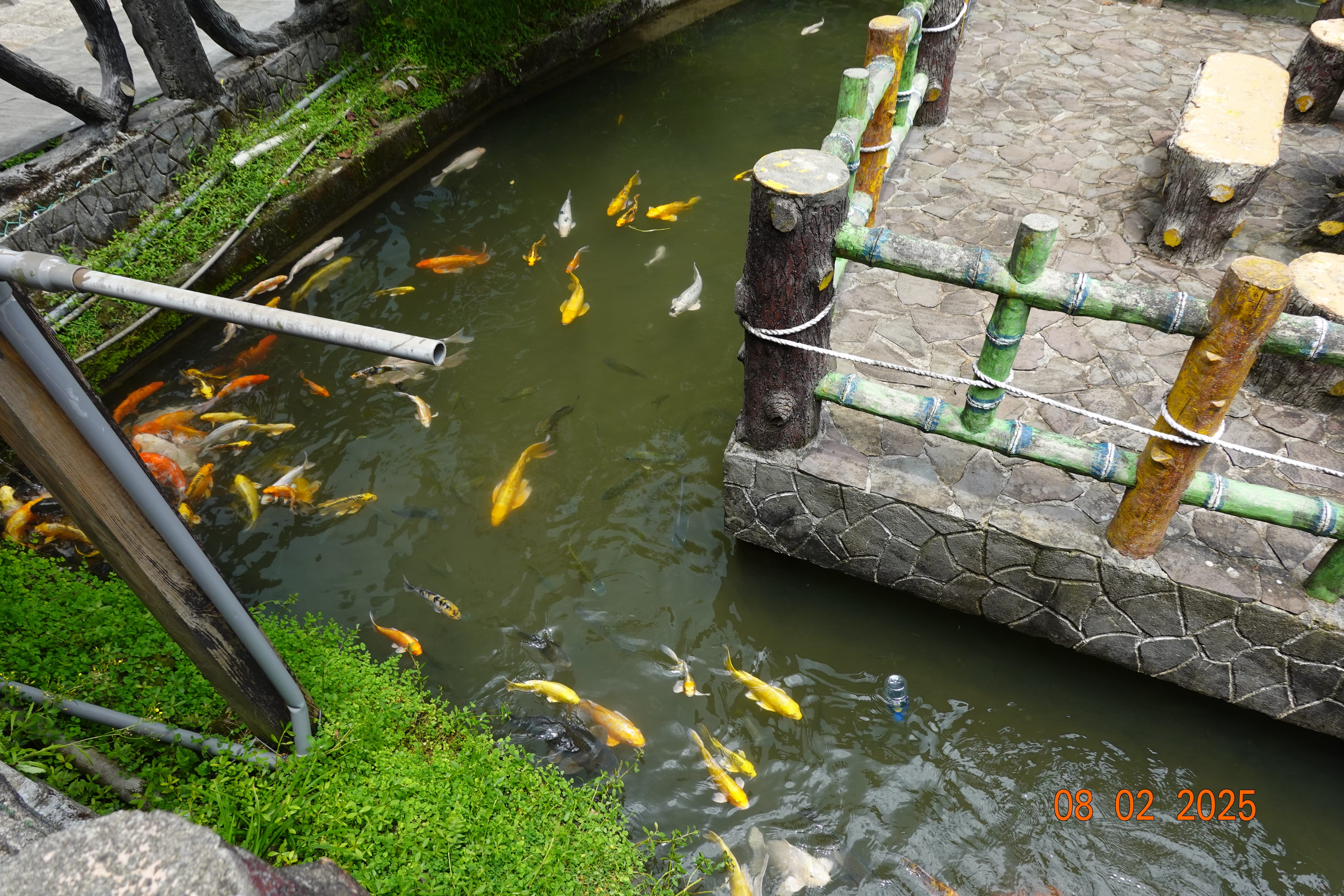 Koi pond filled with orange, yellow, and white fish beside rustic stone walkways and green railings; 08-02-2025.