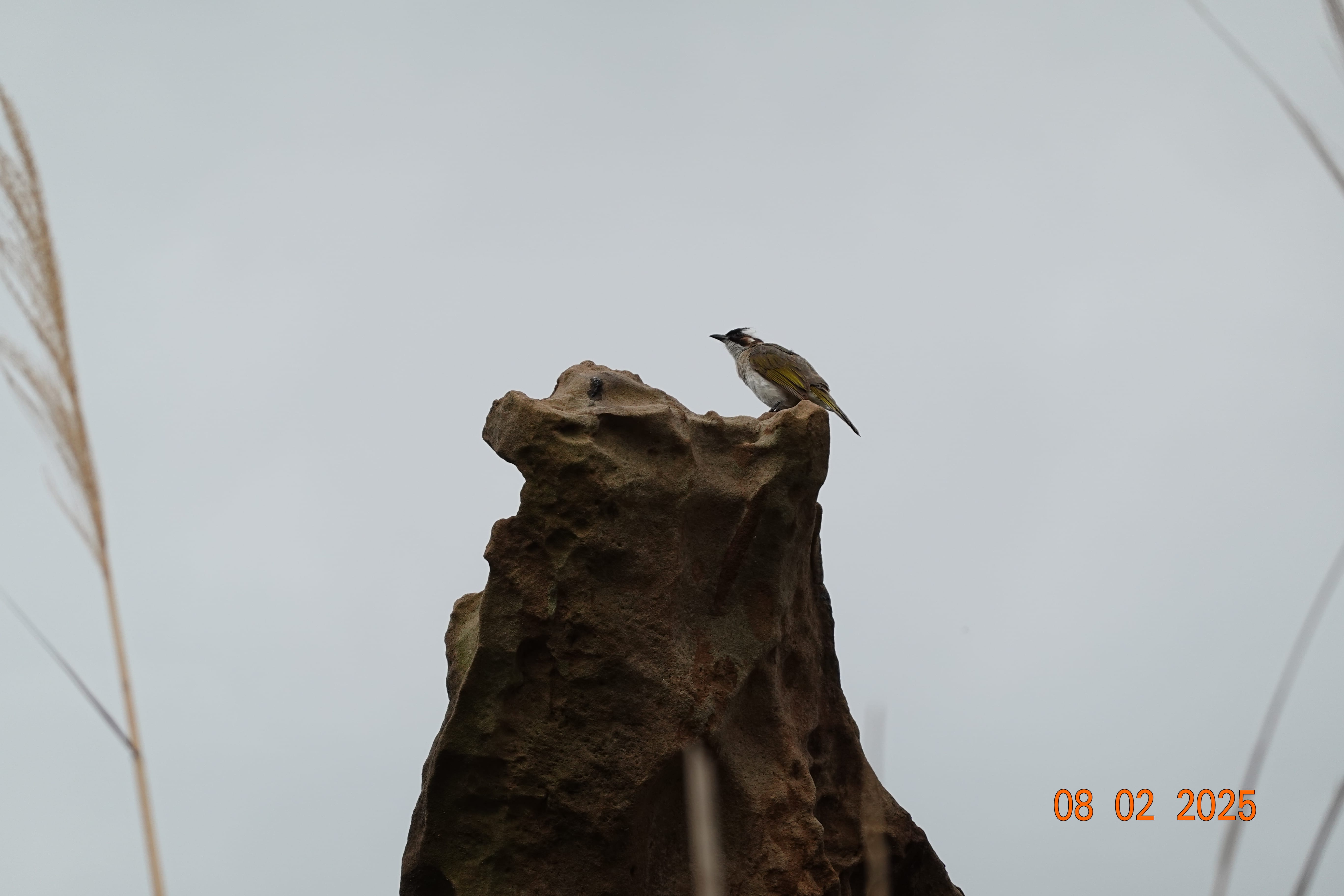 Small bird perched on a weathered sandstone spire against a gray sky at Yehliu; 08-02-2025.