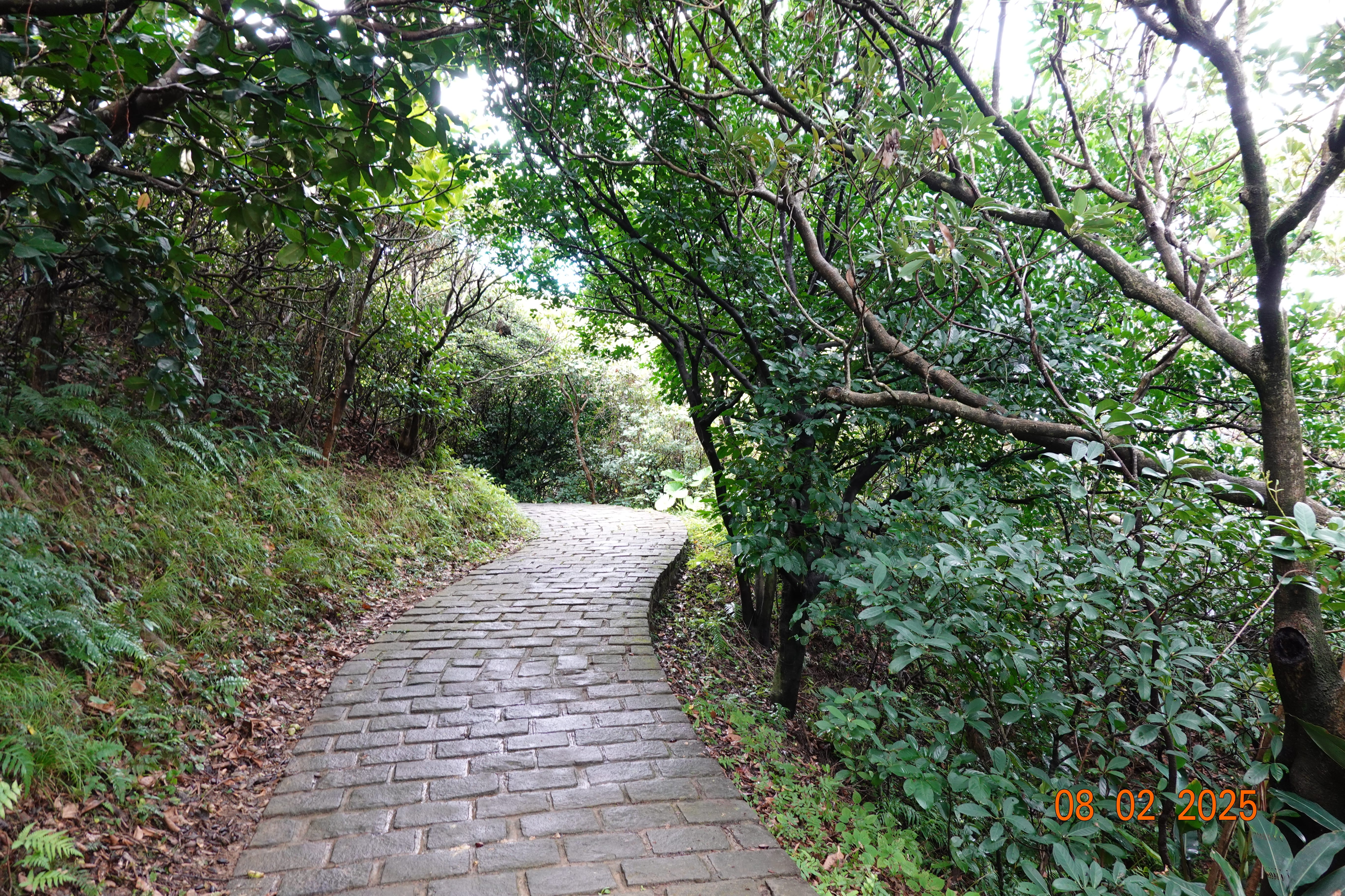 Shaded stone-paved trail winding through dense green trees, damp bricks after rain; 08-02-2025.