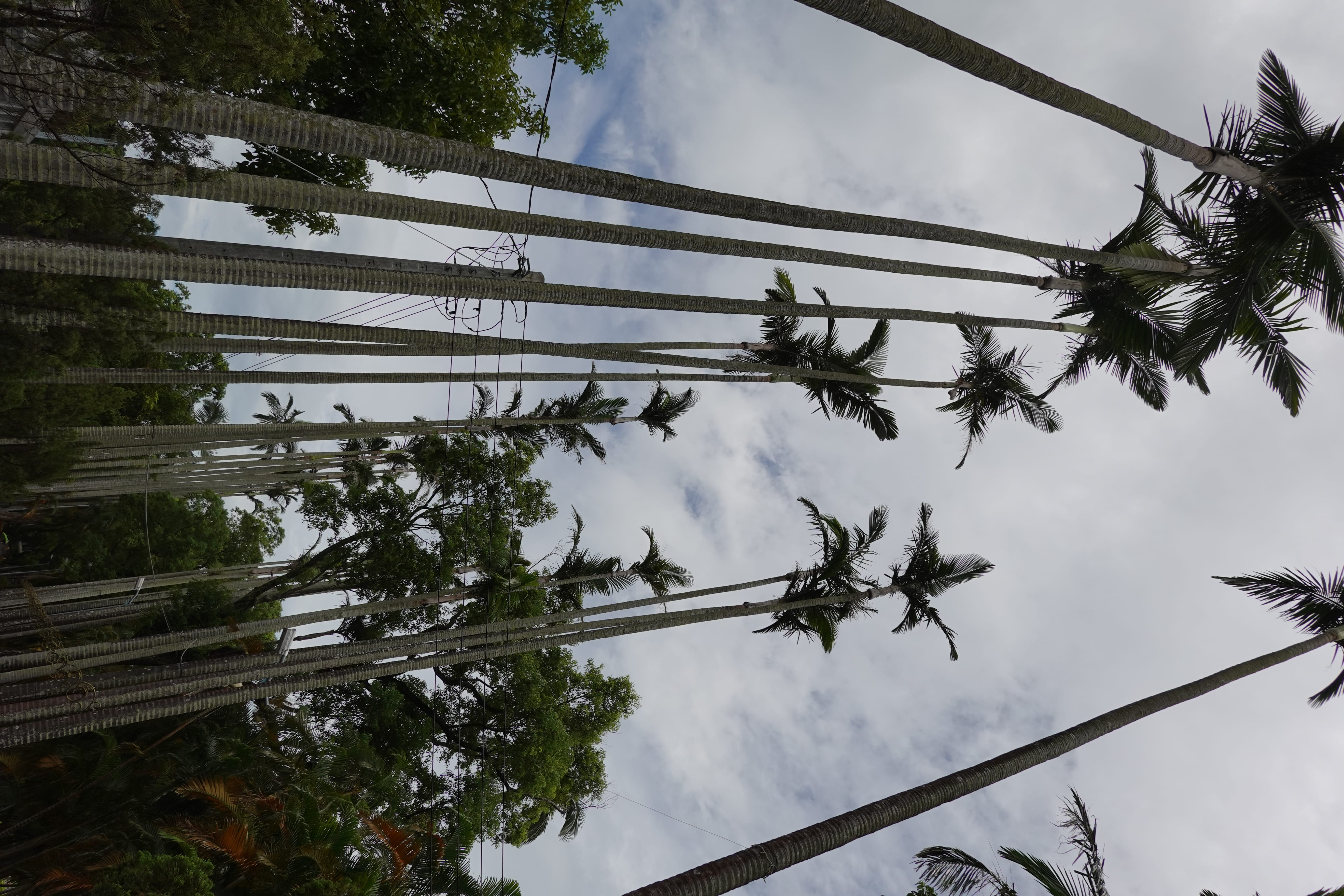 Upward view of tall slender palm trees against a cloudy sky, with power lines crossing through.