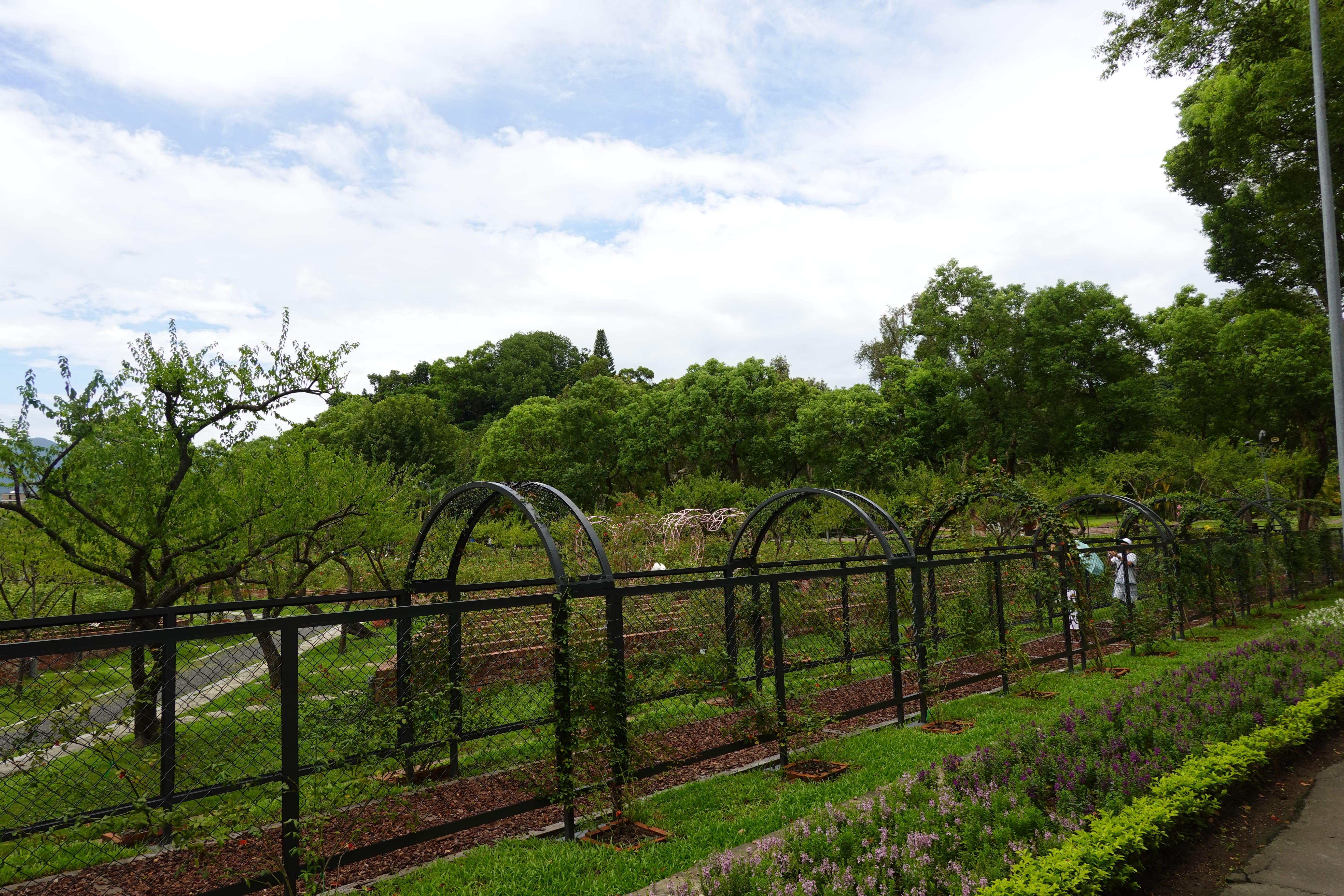 Fenced garden with metal arch trellises and rows of young plants, surrounded by lush trees.