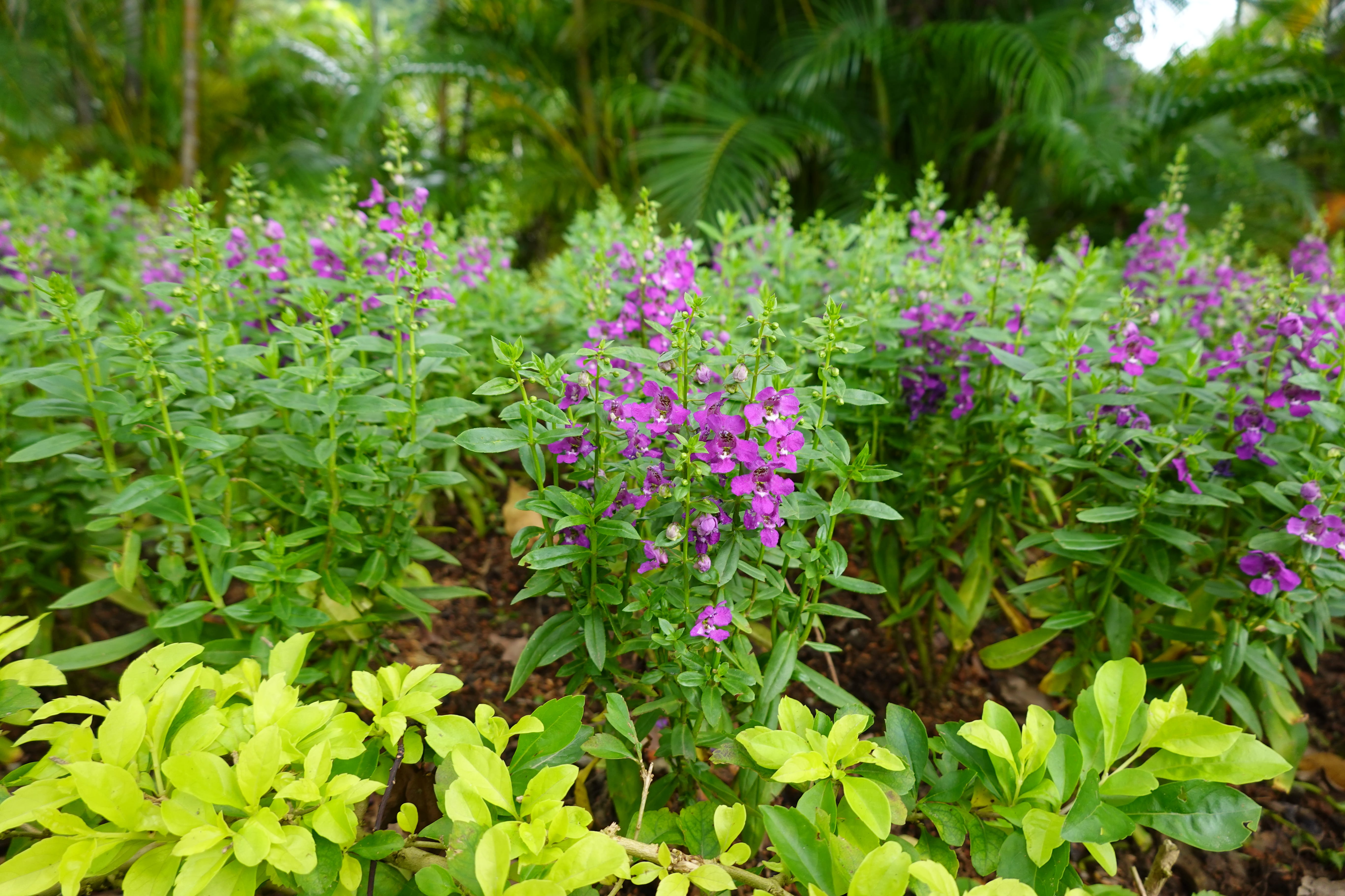 Close-up of purple garden flowers (angelonia) in bloom with dense green foliage.