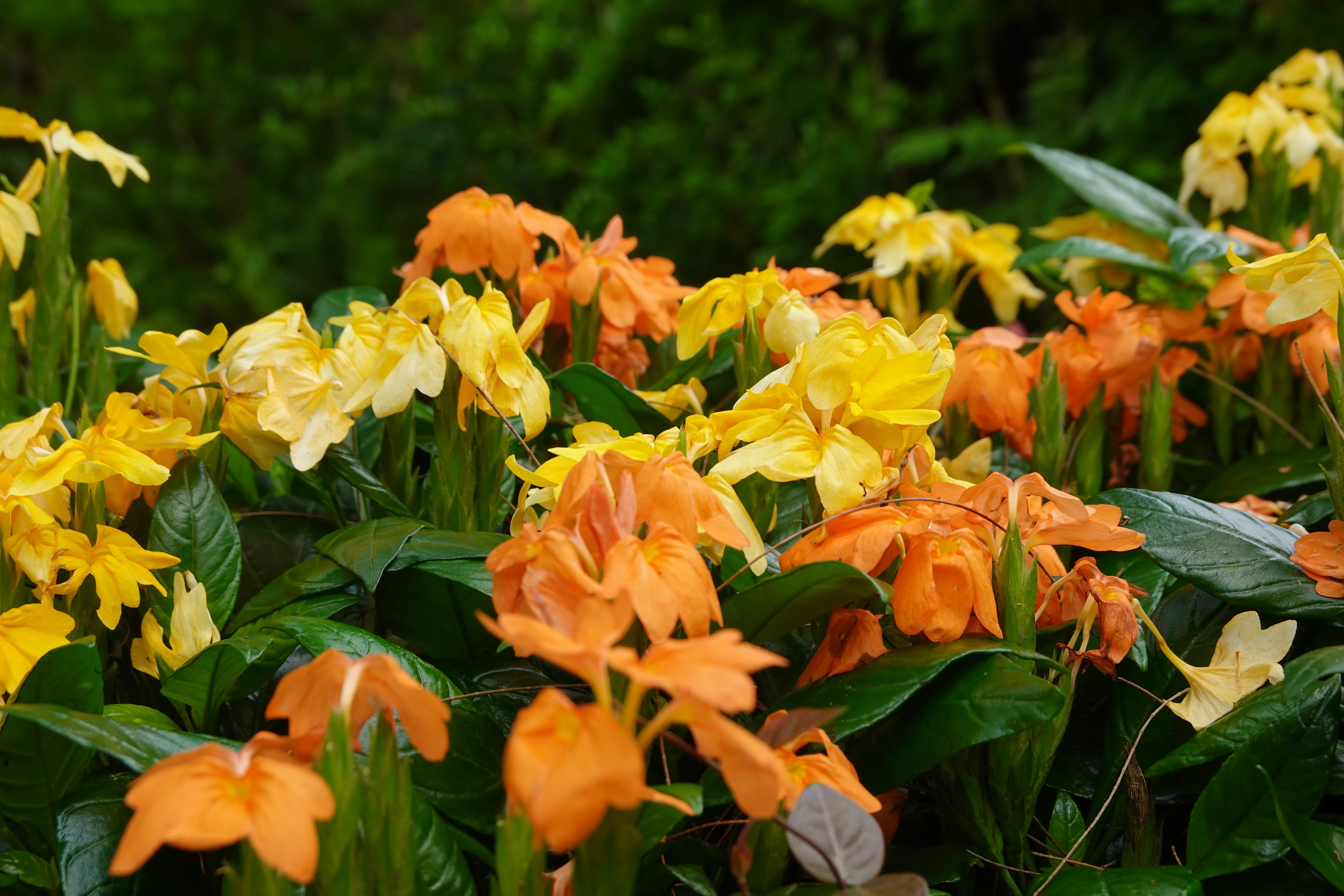 Close-up of orange and yellow flowers with glossy green leaves, glistening after rain.