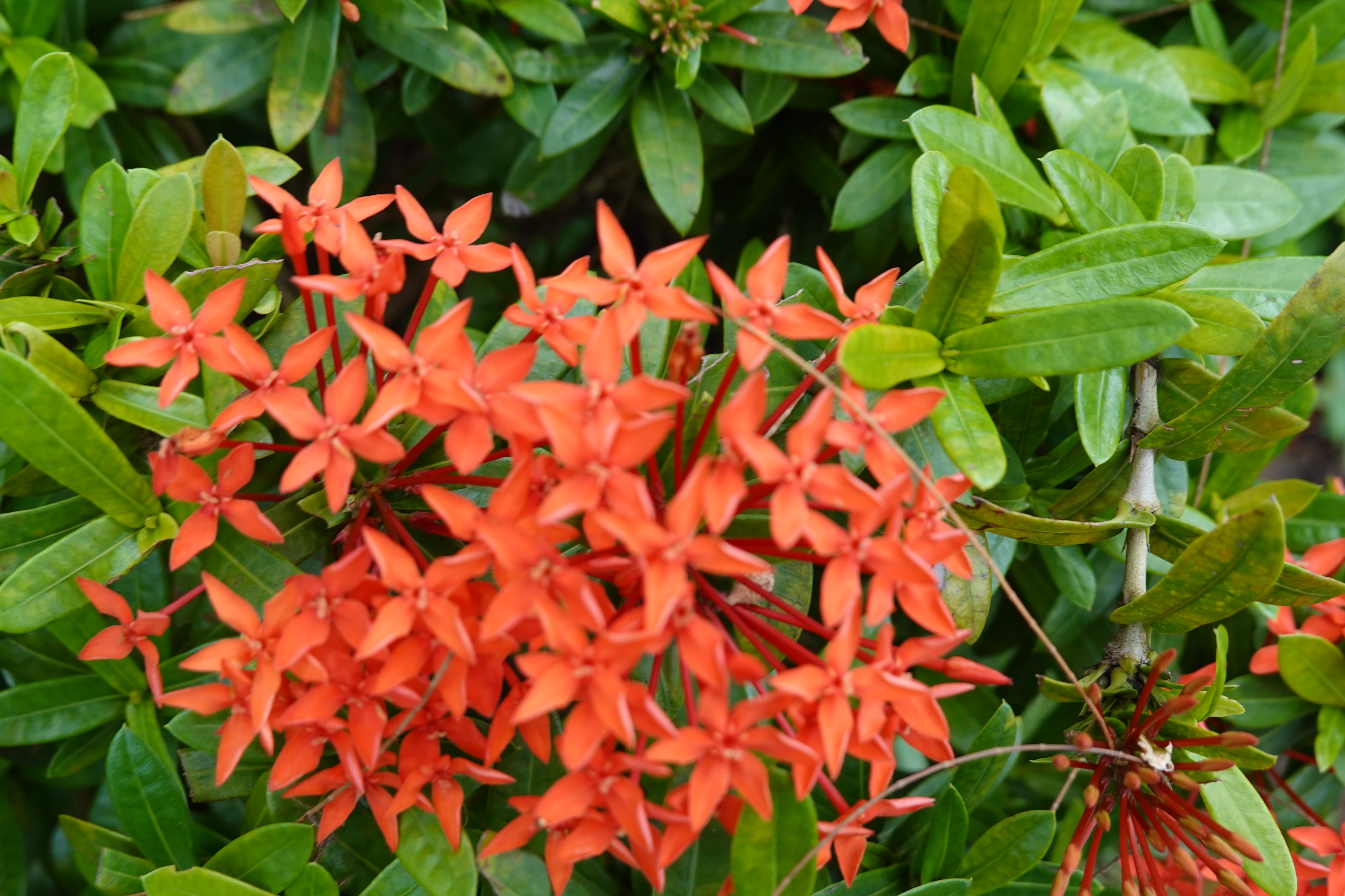 Cluster of orange ixora (jungle geranium) flowers against glossy green leaves, close-up.
