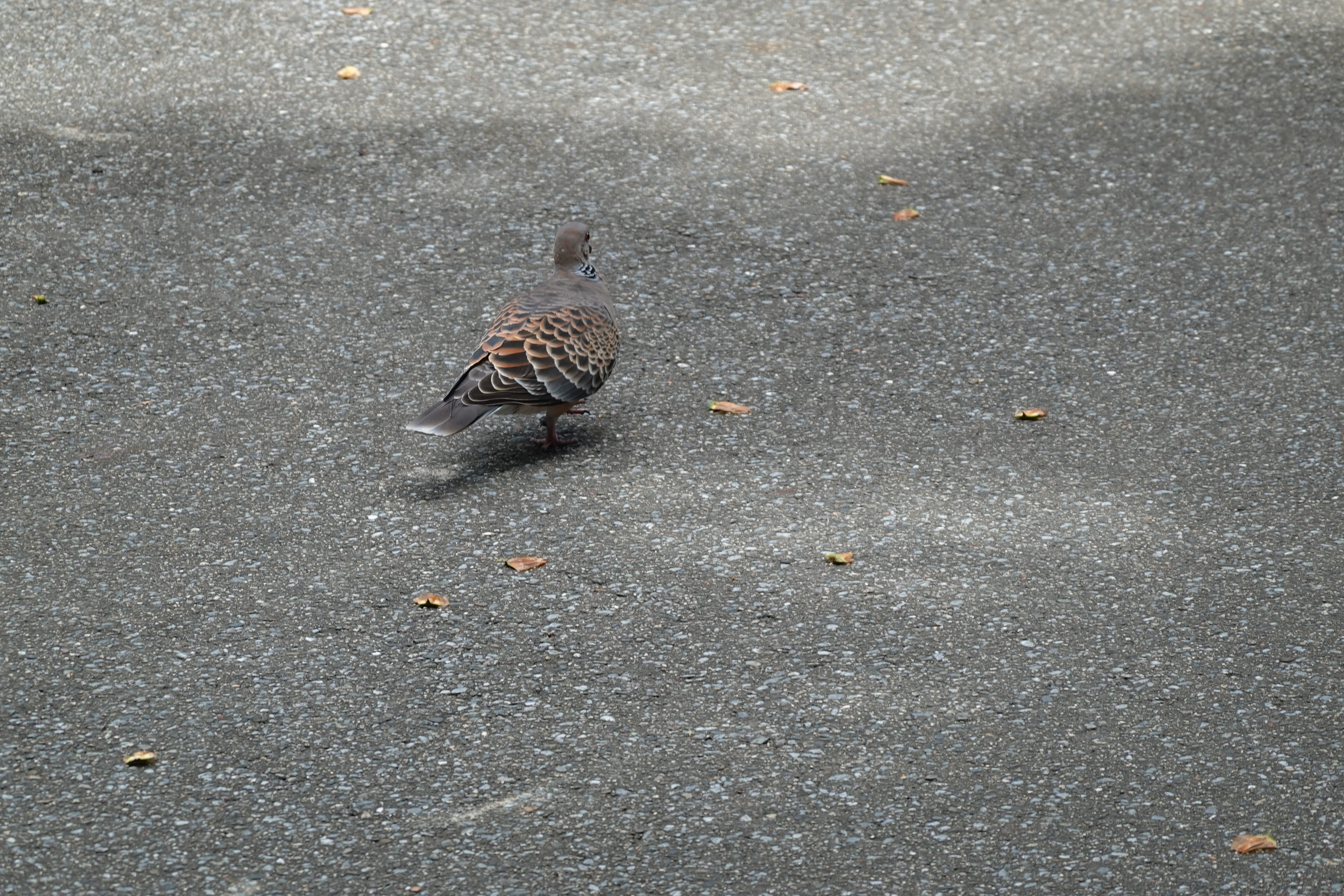 Spotted dove (Spilopelia chinensis) strolling across sun-dappled asphalt with a few fallen leaves.