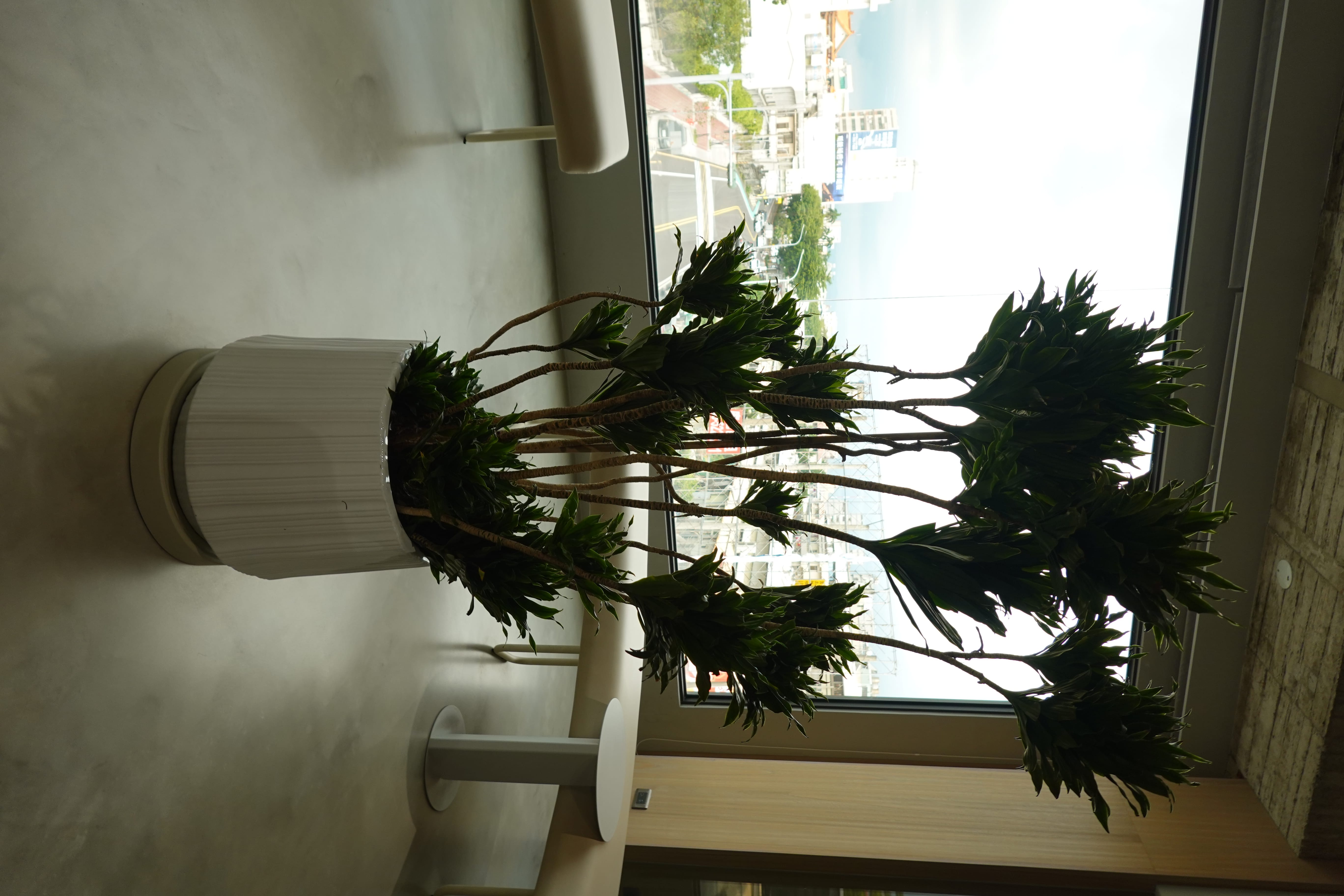 Potted plant in a white ribbed planter inside an airy lounge with a city view beyond.